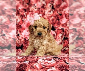 Cockapoo-Poodle (Miniature) Mix Puppy for sale in PEACH BOTTOM, PA, USA