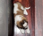Small #4 Saint Bernard