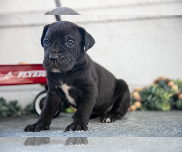 Medium Photo #3 Cane Corso Puppy For Sale in BIRD IN HAND, PA, USA