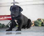 Small Photo #7 Cane Corso Puppy For Sale in BIRD IN HAND, PA, USA