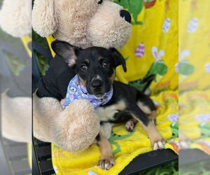 Huskies -Unknown Mix Dogs for adoption in Warrenton, VA, USA