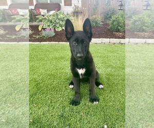 German Shepherd Dog Puppy for sale in WOODBURN, OR, USA