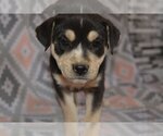 Small Photo #6 Boxer Puppy For Sale in Poplar Bluff, MO, USA