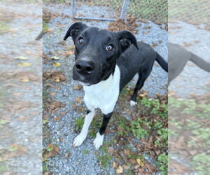 Howdy - Male Mutt Dog for Adoption - Photo #4