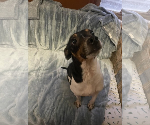 Medium Photo #6 Jack Russell Terrier-Unknown Mix Puppy For Sale in Sheboygan, WI, USA