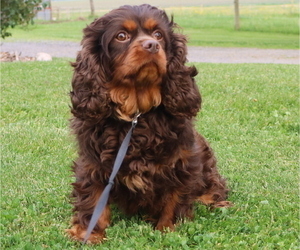 Father of the Cavapoo puppies born on 07/28/2025