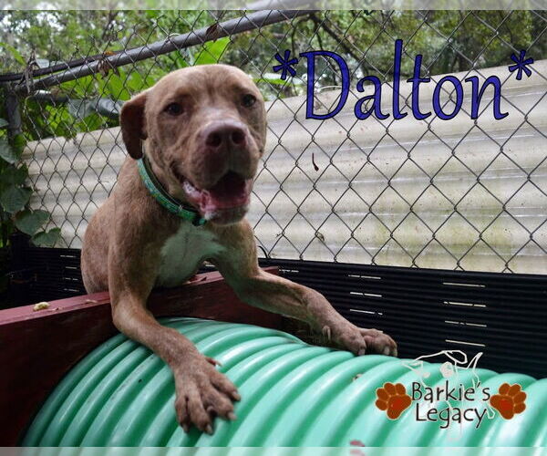 Medium Photo #1 American Staffordshire Terrier-Unknown Mix Puppy For Sale in Ocoee, FL, USA