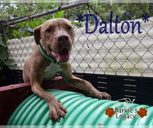 American Staffordshire Terrier-Unknown Mix Dogs for adoption in Ocoee, FL, USA