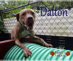 Small American Staffordshire Terrier Mix