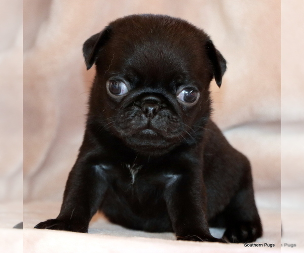 Medium Photo #14 Pug Puppy For Sale in WINNSBORO, TX, USA