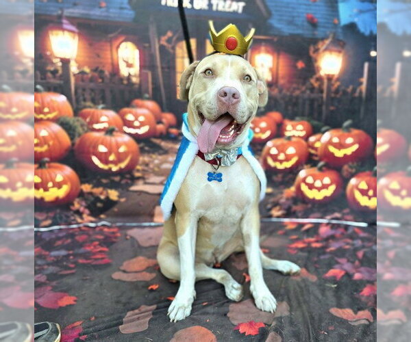 Medium Photo #1 Mutt Puppy For Sale in Long Beach, CA, USA