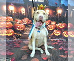 *SUNSHINE - Female Mutt Dog for Adoption - Small photo
