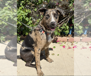 Sully -courtesy - Male Catahoula Leopard Dog Dog for Adoption - Photo #6