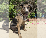 Small #5 Catahoula Leopard Dog