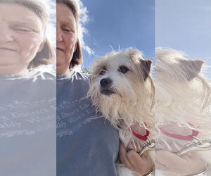 Sofie - Female Mutt Dog for Adoption - Photo #3