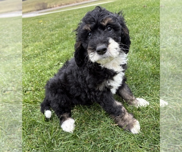 Medium Photo #1 Bernedoodle Puppy For Sale in MEDINA, OH, USA