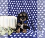 Small Photo #1 Poovanese Puppy For Sale in PEACH BOTTOM, PA, USA