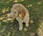 Small Photo #6 Poodle (Standard) Puppy For Sale in AND, SC, USA