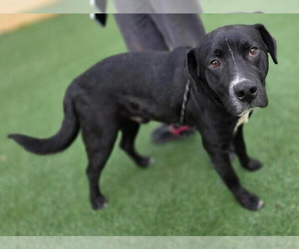 Medium Photo #1 Labrador Retriever-Unknown Mix Puppy For Sale in Rockwall, TX, USA