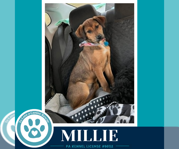 Medium Photo #1 Mutt Puppy For Sale in Kimberton, PA, USA