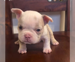Puppy Lady American Bully