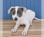 Small #2 American Pit Bull Terrier-Dachshund Mix