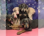 Small Photo #4 Doberman Pinscher Puppy For Sale in PERRIS, CA, USA