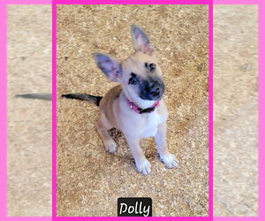 Mutt Dogs for adoption in Granbury, TX, USA
