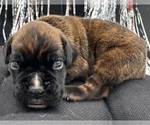 Small #3 Boxer