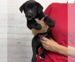 BITSY - Male German Shepherd Dog Dog for Adoption - Small photo