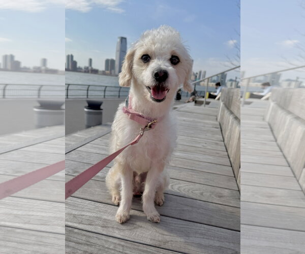 Medium Photo #2 Maltipoo (Miniature) Puppy For Sale in Staten Island, NY, USA