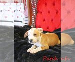 Small Photo #8 Mutt Puppy For Sale in Wakefield, RI, USA