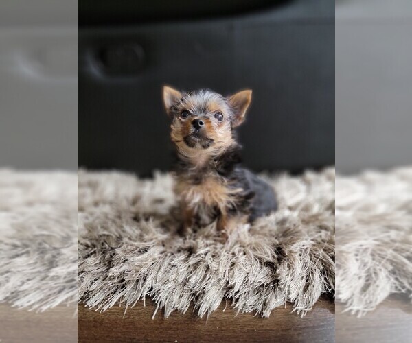 Medium Photo #6 Yorkshire Terrier Puppy For Sale in SACRAMENTO, CA, USA