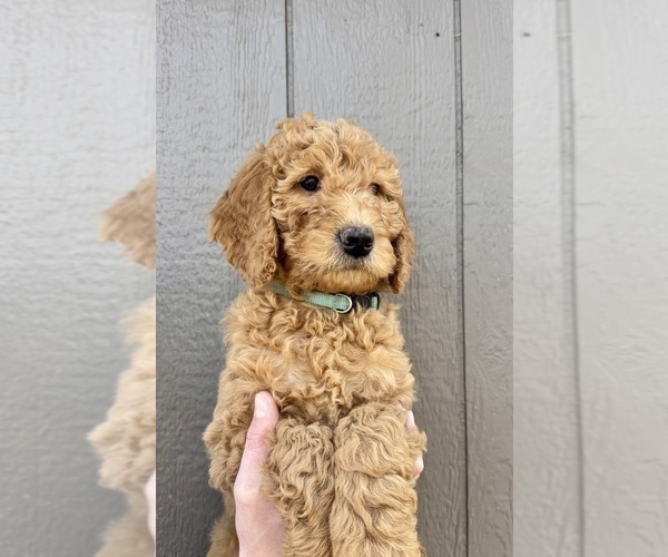 Medium Photo #6 Goldendoodle mix (+ Poodle Standard) Puppy For Sale in GREENVILLE, OH, USA
