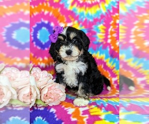 Miniature Bernedoodle Puppy for sale in OXFORD, PA, USA