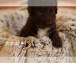 Puppy 5 Aussiedoodle-Miniature Bernedoodle Mix