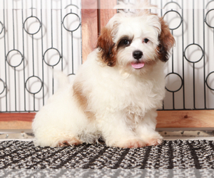 Medium ShihPoo