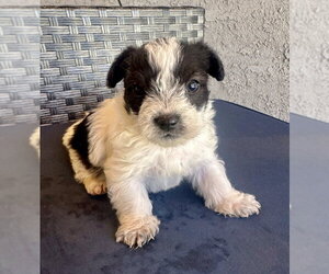 Prince - Male Mutt Dog for Adoption - Photo #4