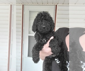 Goldendoodle-Poodle (Standard) Mix Puppy for sale in HENDERSON, NC, USA