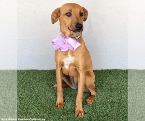 Bethany - Female Black Mouth Cur-Labrador Retriever Mix Dog for Adoption - Photo #9