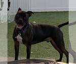 Small #16 American Pit Bull Terrier Mix