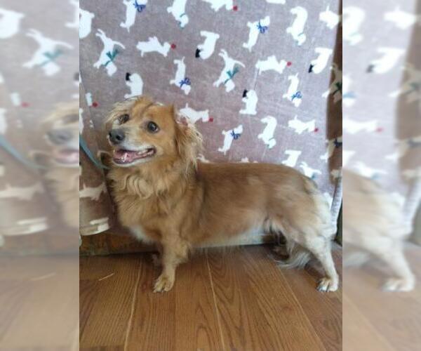 Medium Photo #1 Dachshund-Unknown Mix Puppy For Sale in Apple Valley, CA, USA