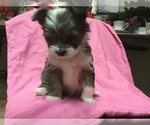 Small Photo #10 Chihuahua-Chorkie Mix Puppy For Sale in BATTLE CREEK, MI, USA