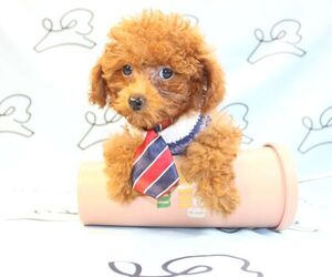 Poodle (Miniature) Puppy for sale in LAS VEGAS, NV, USA