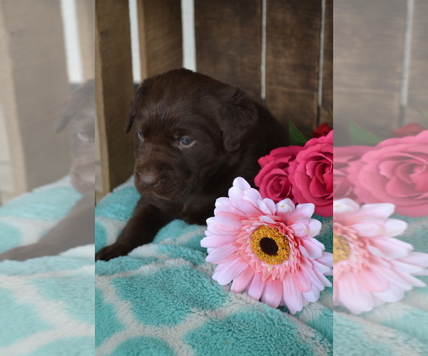 Medium Photo #7 Labrador Retriever Puppy For Sale in GREENWOOD, WI, USA