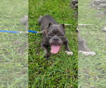 Small #6 Free-Lance Bulldog