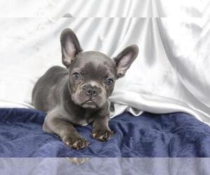 French Bulldog Puppy for sale in BEVERLY HILLS, CA, USA