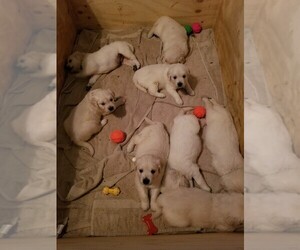 English Cream Golden Retriever Puppy for sale in CEDAR PARK, TX, USA