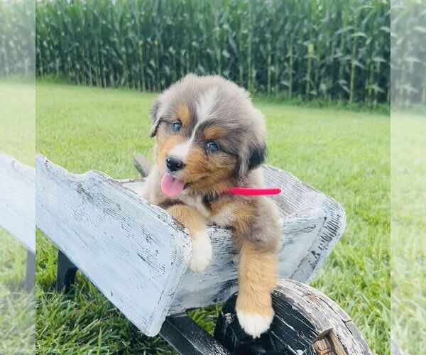 Medium Photo #4 Bernedoodle (Miniature) Puppy For Sale in GORDONVILLE, PA, USA