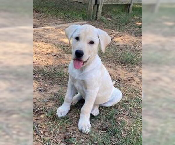 Medium Photo #4 Labrador Retriever-Unknown Mix Puppy For Sale in Alexander, AR, USA